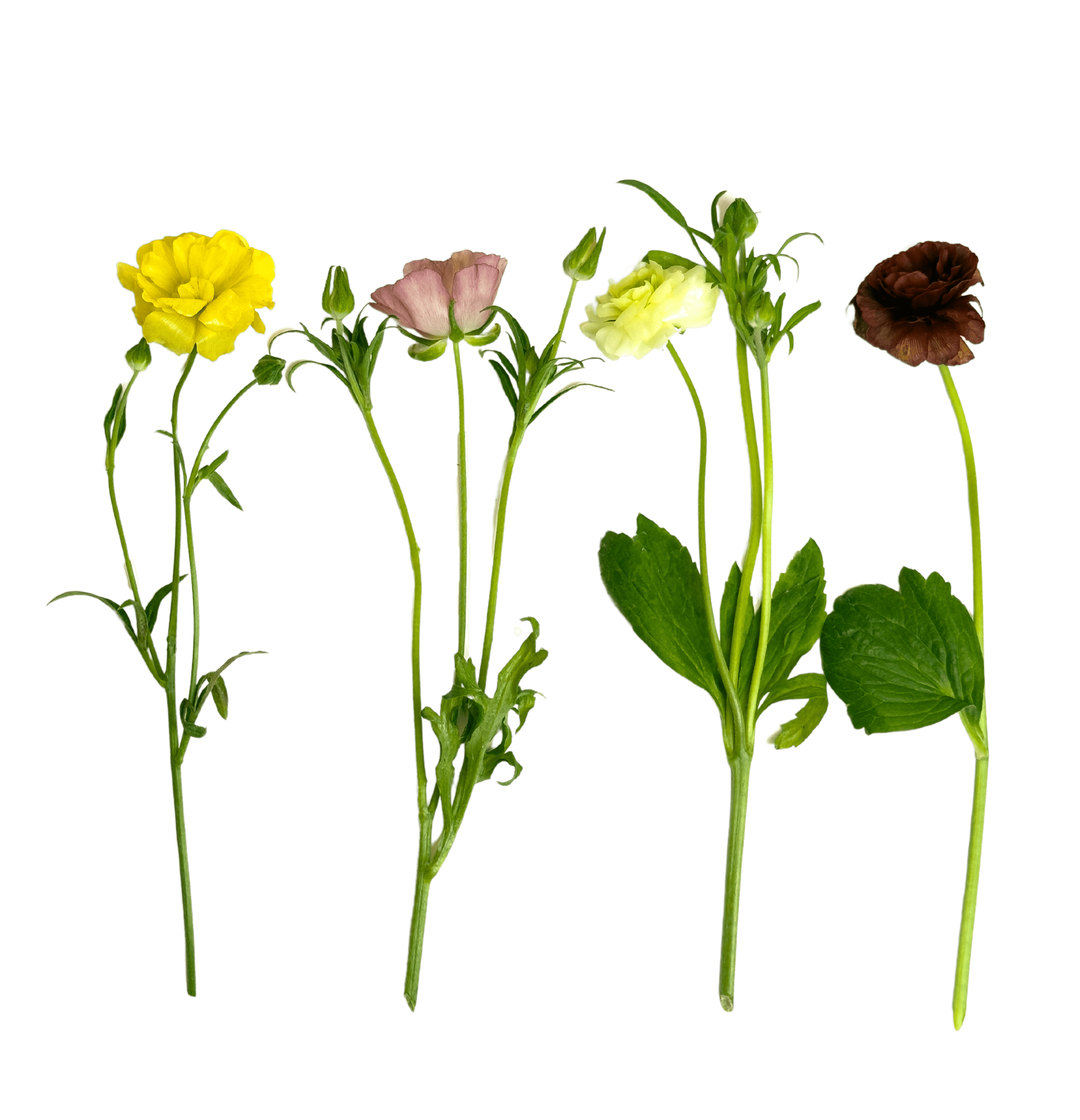 The Quince plant from Continental Floral Greens